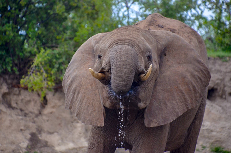 Wildlife at Victoria Falls Africa