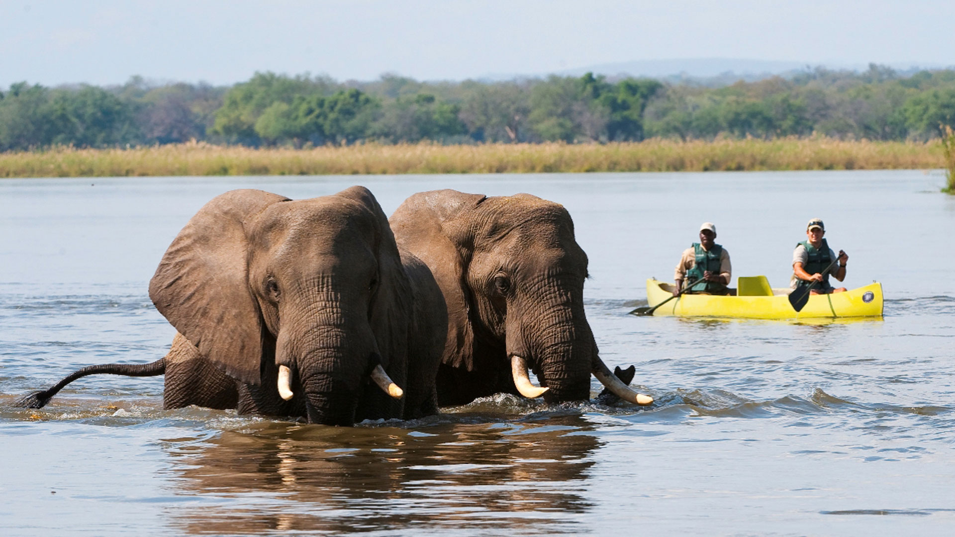 Zambezi National Park: Africa’s Most Overlooked Safari Gem (2025–2026)