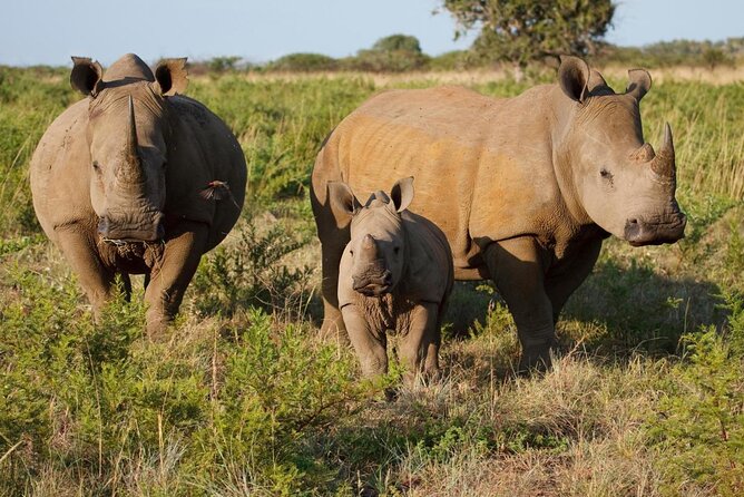 Combining Victoria Falls with Budget Safaris (Chobe, Hwange, Zambezi)
