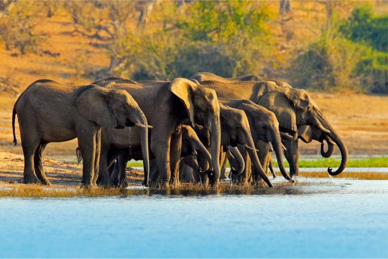 Chobe National Park Elephant Herd