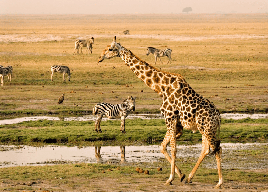 A giraffe walking past a group of zebras near a watering hole in Chobe National Park, Botswana

