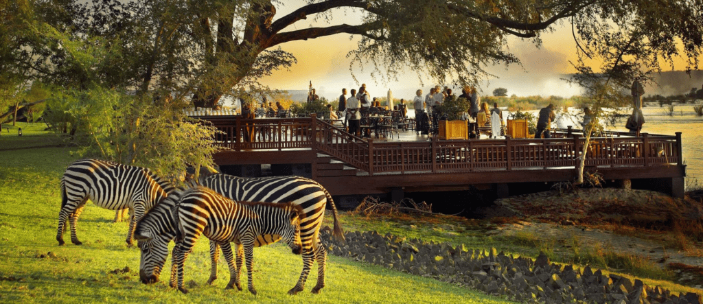 Zebras grazing on the lawn in front of the Royal Livingstone Hotel’s riverside dining deck at sunset in Livingstone, Zambia