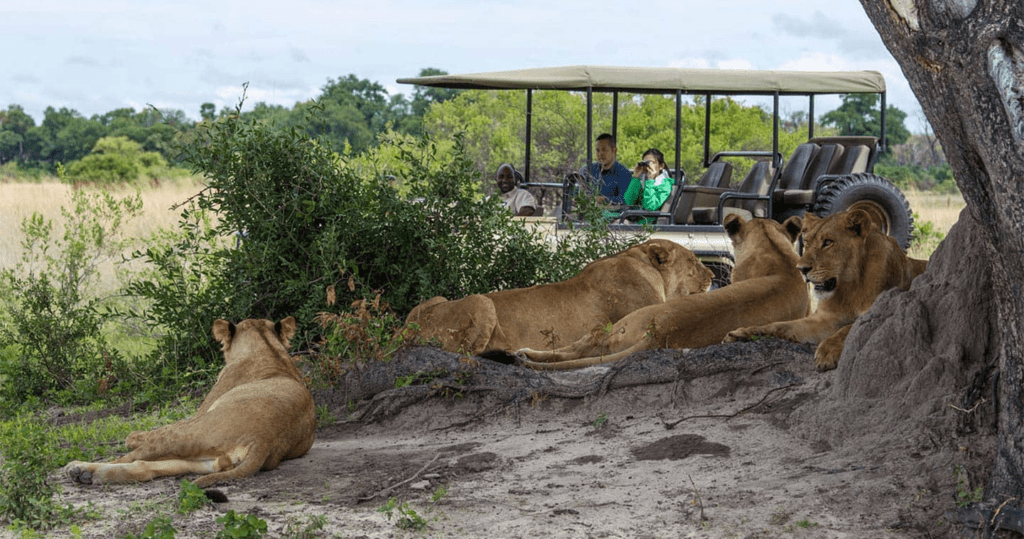 Safari vehicle watching a large herd of lions near the Chobe River in Chobe National Park, Botswana