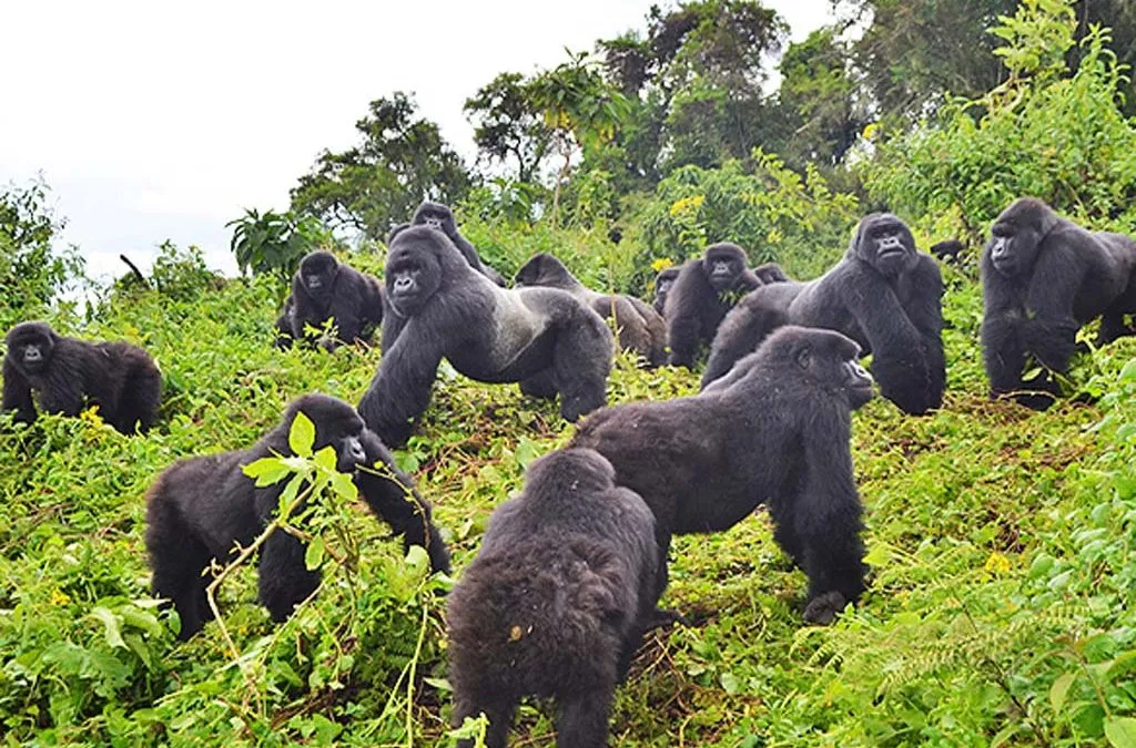 Gorilla Trekking | Uganda Gorilla Trekking | Rwanda Gorilla Trekking | Gorilla Trekking Tours | Best Gorilla Trekking Company- Jewel Gorilla Safaris