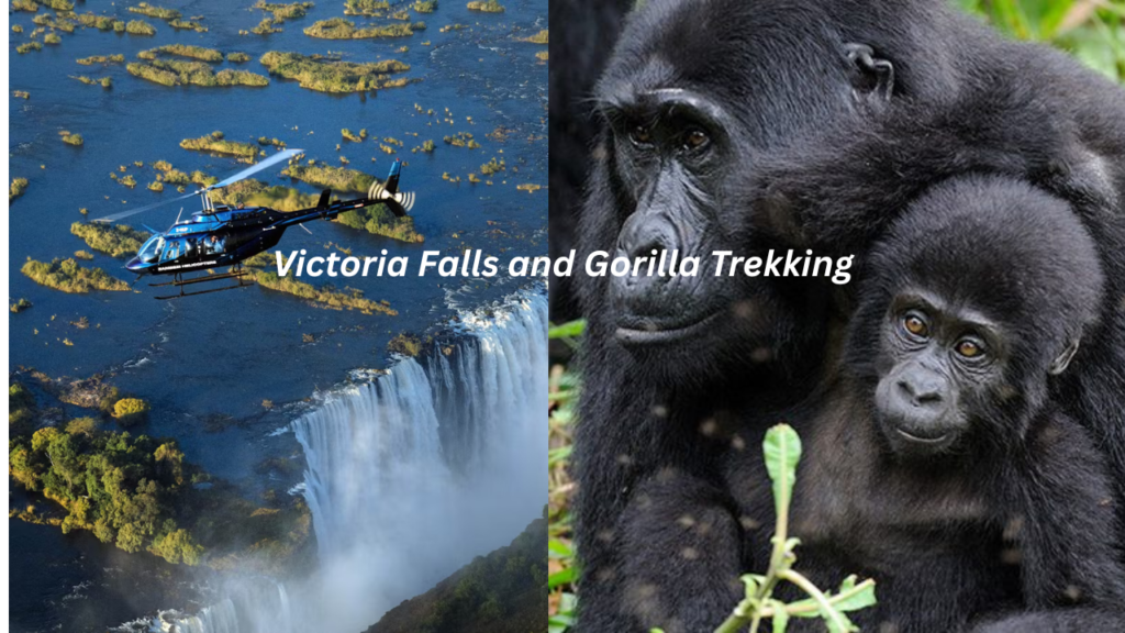 How to Add Gorilla Trekking to Your Victoria Falls Trip (2025–2027)