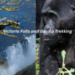 How to Add Gorilla Trekking to Your Victoria Falls Trip (2025–2027)