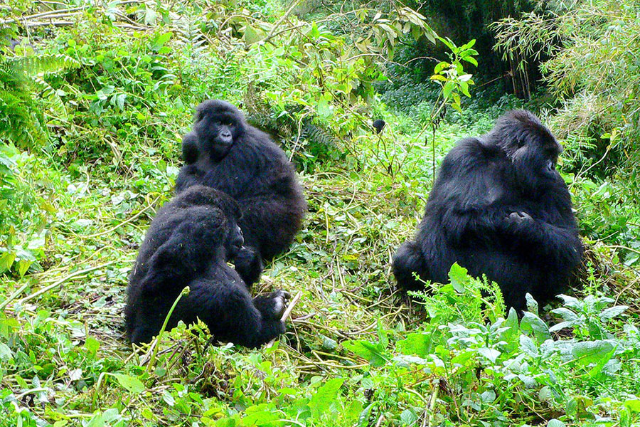 Gorilla Trekking Tour Companies in East Africa​
