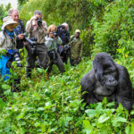 Book Your Gorilla Trekking Tour with Jewel Gorilla Safaris – Adventure Awaits in Uganda, Rwanda, & Congo