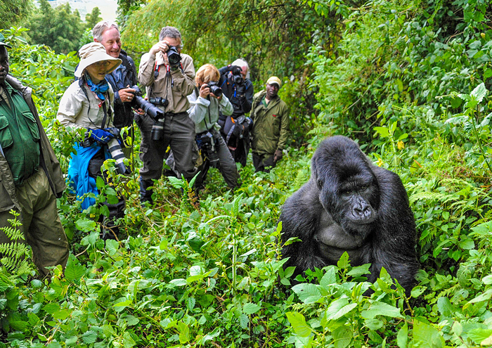 Book Your Gorilla Trekking Tour with Jewel Gorilla Safaris – Adventure Awaits in Uganda, Rwanda, & Congo