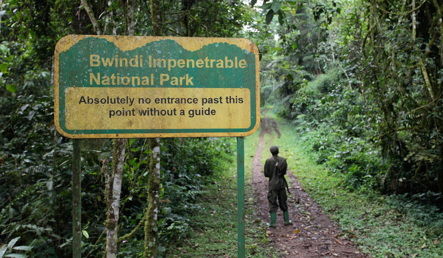 Where to Trek Gorillas – Uganda vs Rwanda After Victoria Falls