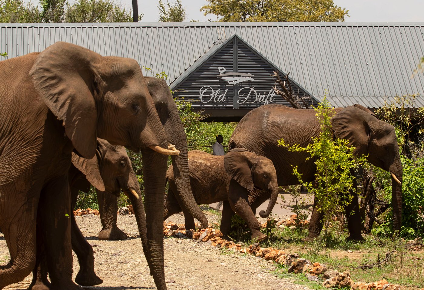Victoria Falls Lodges – Nature, Romance, and Safari Comfort