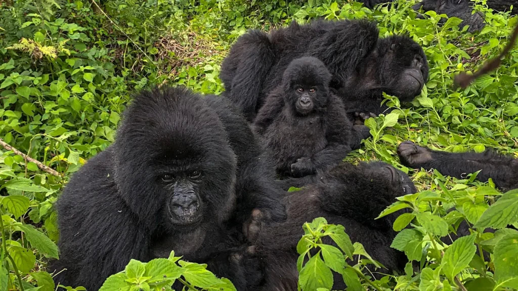 Jovana Gorilla Safaris is the Top Choice for Your Gorilla Trekking Experience