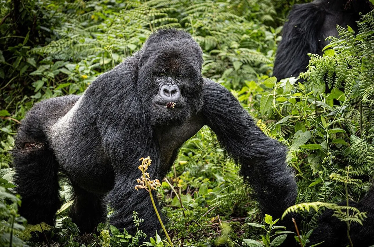 Top Gorilla Trekking Company in Africa | Nextgen Safaris