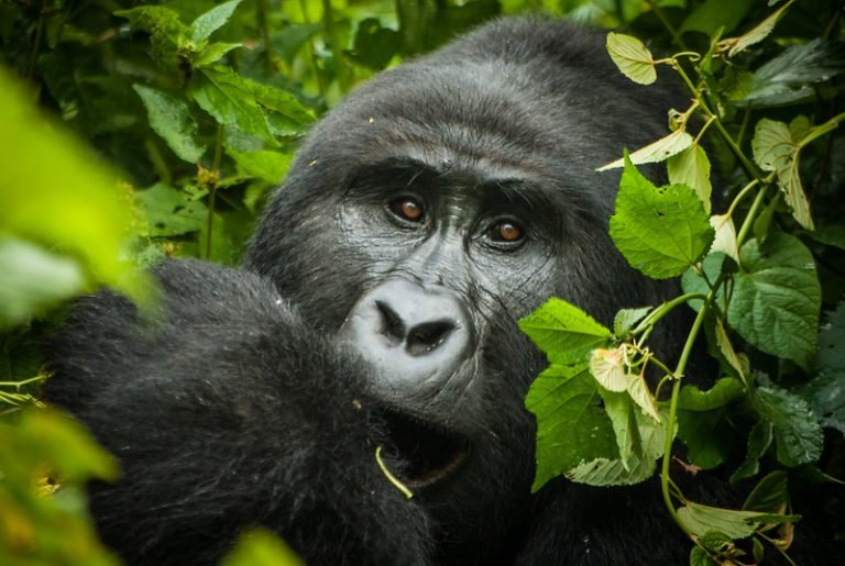 Bwindi Gorilla Trekking