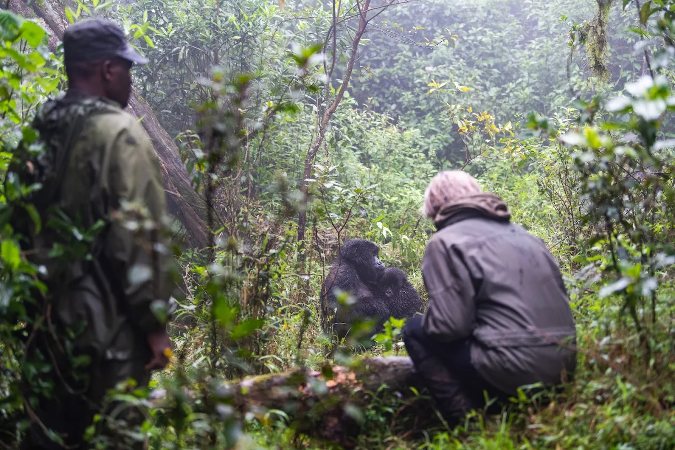 Budget Gorilla Trekking Rwanda