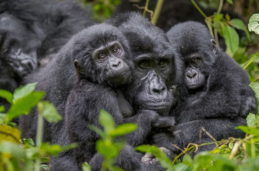 Best Gorilla Trekking Tour Company | Nextgen Safaris