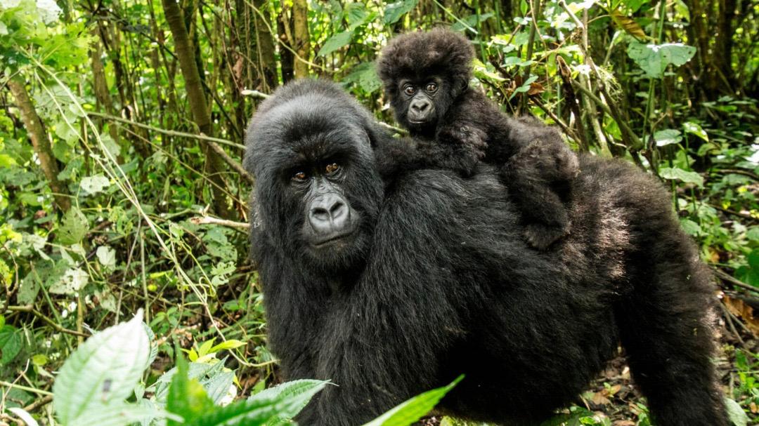 Best Gorilla Trekking Tour Company | Nextgen Safaris