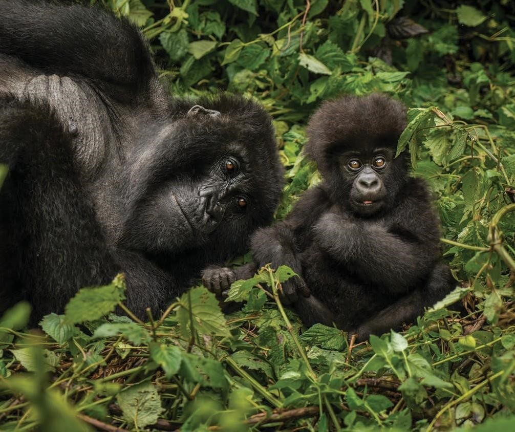 Best Time to Book Gorilla Permits