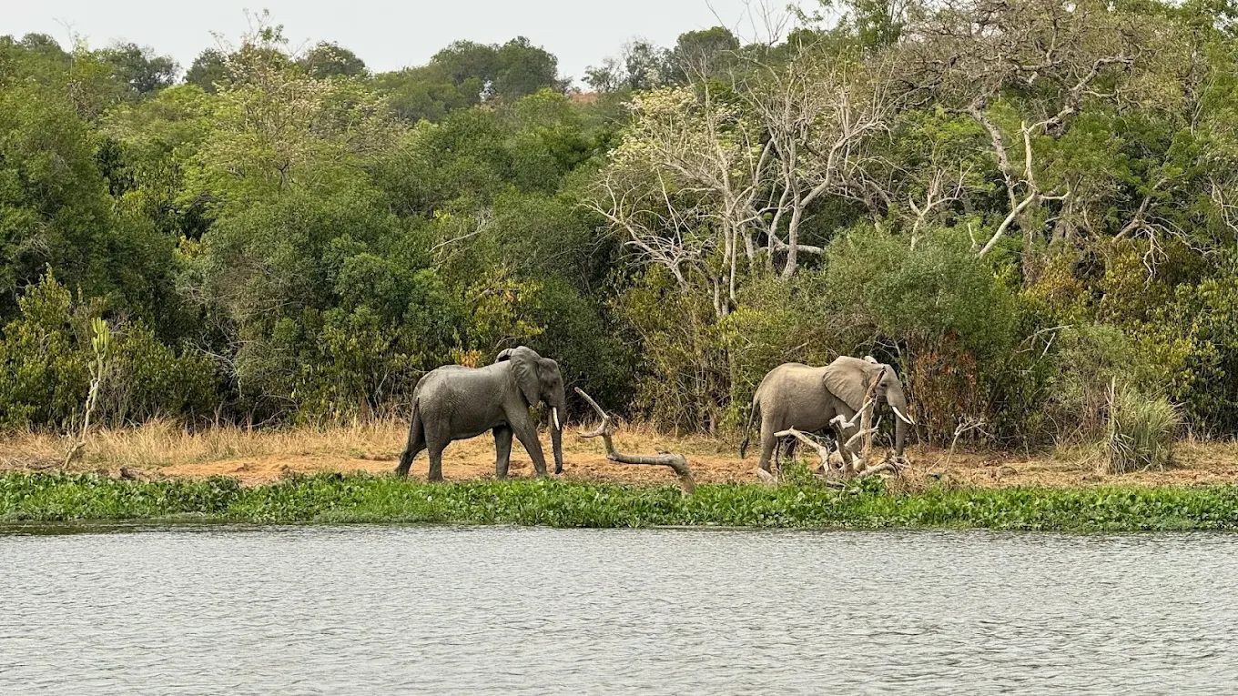 Entikko Safari Lodge accommodation in Africa wildlife region