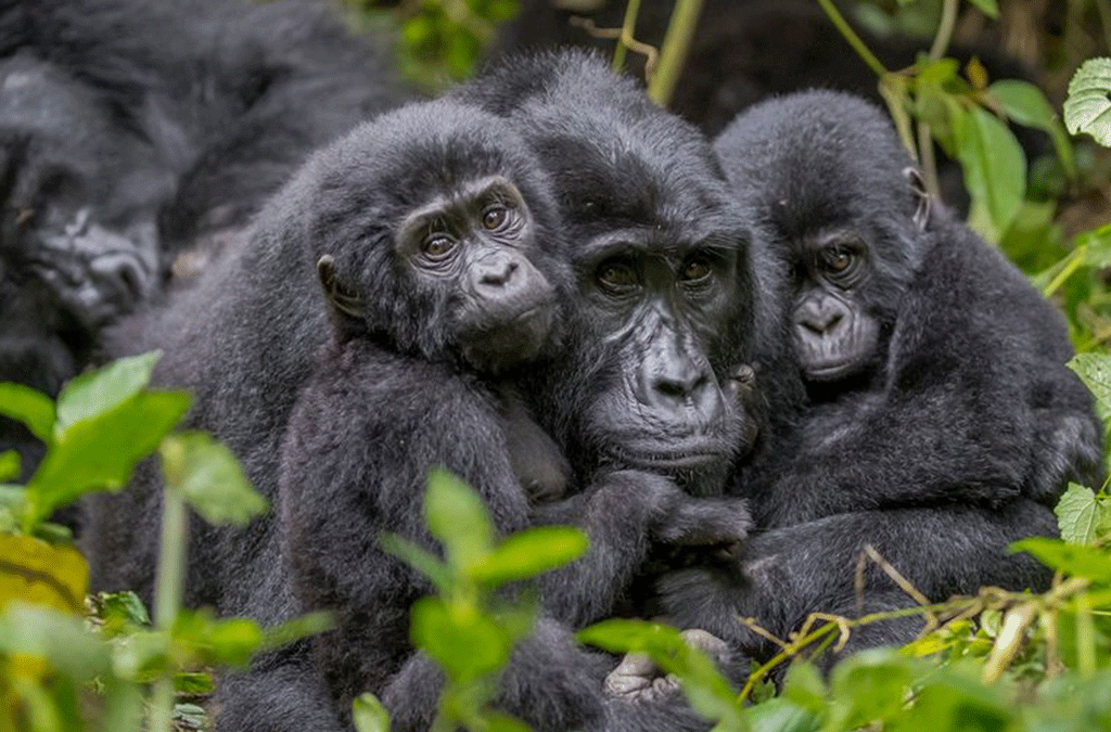 Gorilla safari in Africa