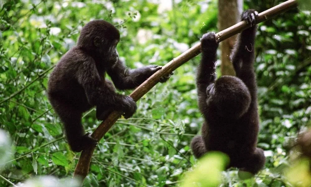 Gorilla trekking in the forests of Uganda