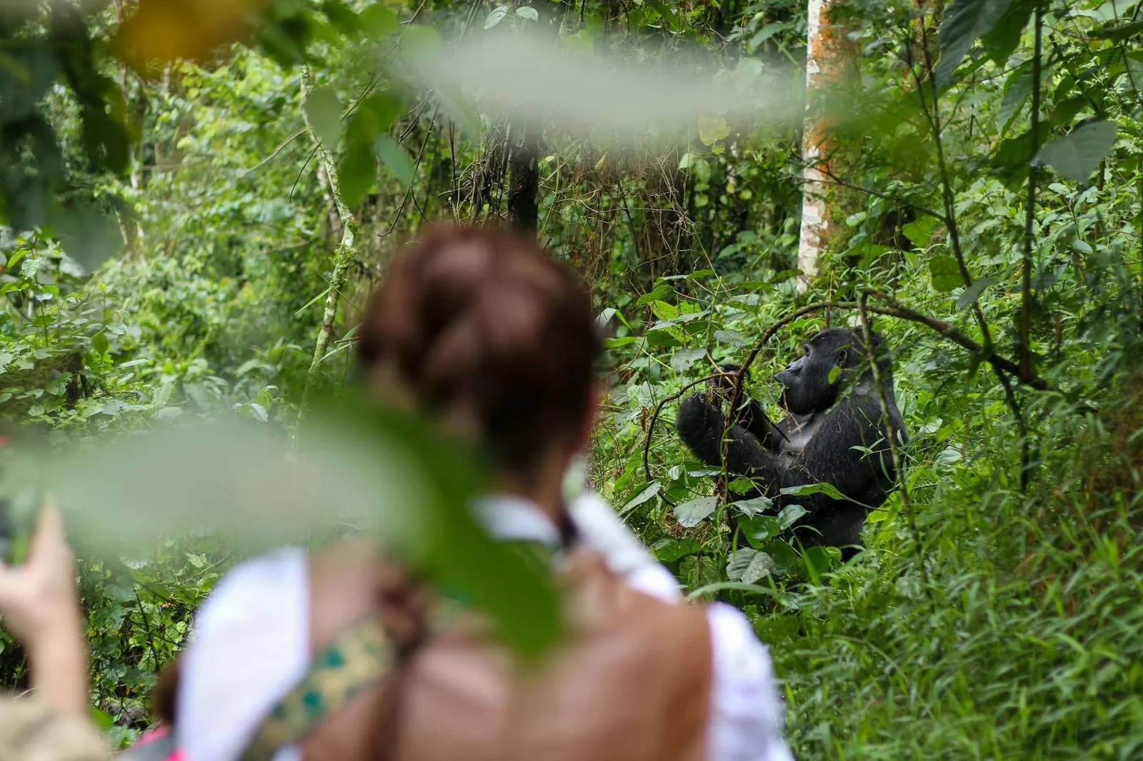 Responsible Wildlife Viewing