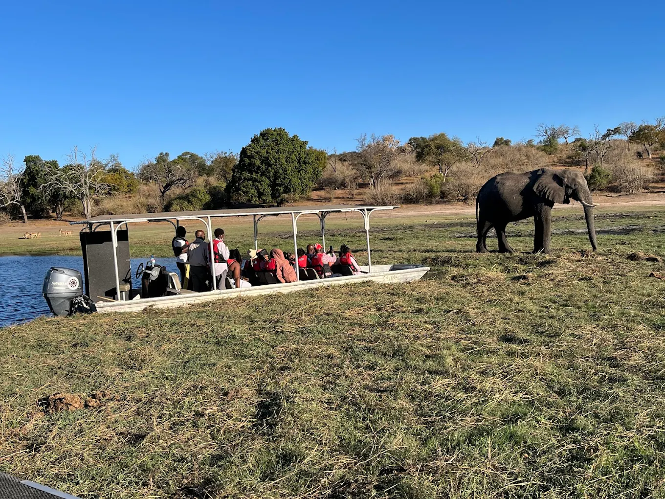 Chobe National Park safari tours near Victoria Falls