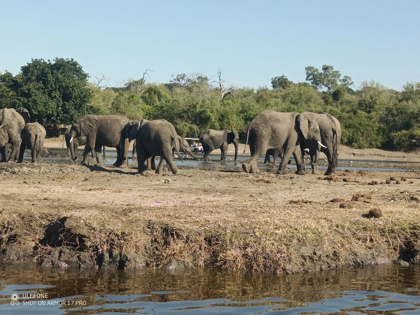 Chobe National Park safari experience