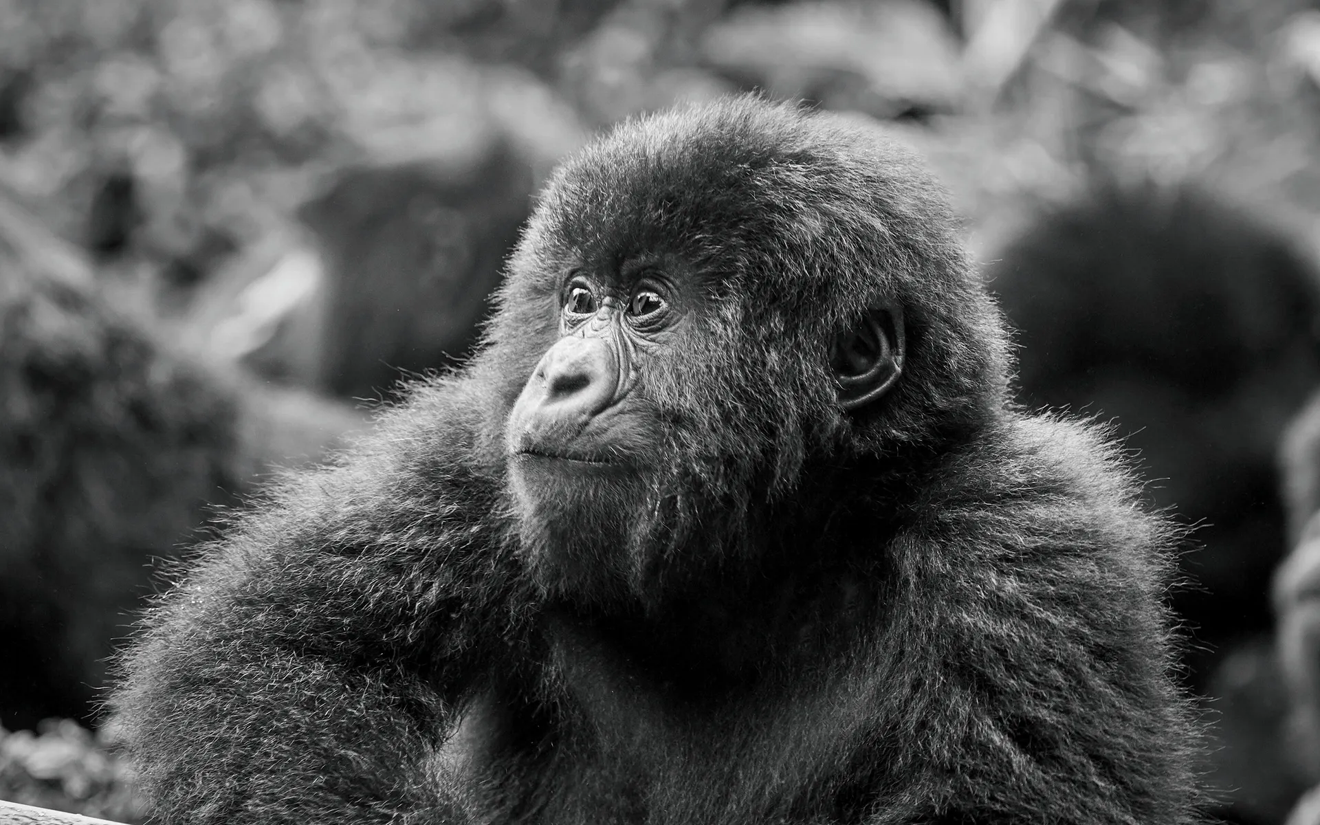 Combine gorilla trekking and gorilla habituation in Uganda