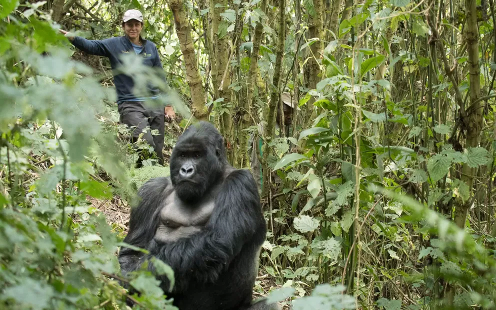 Gorilla Trekking and Habituation Uganda