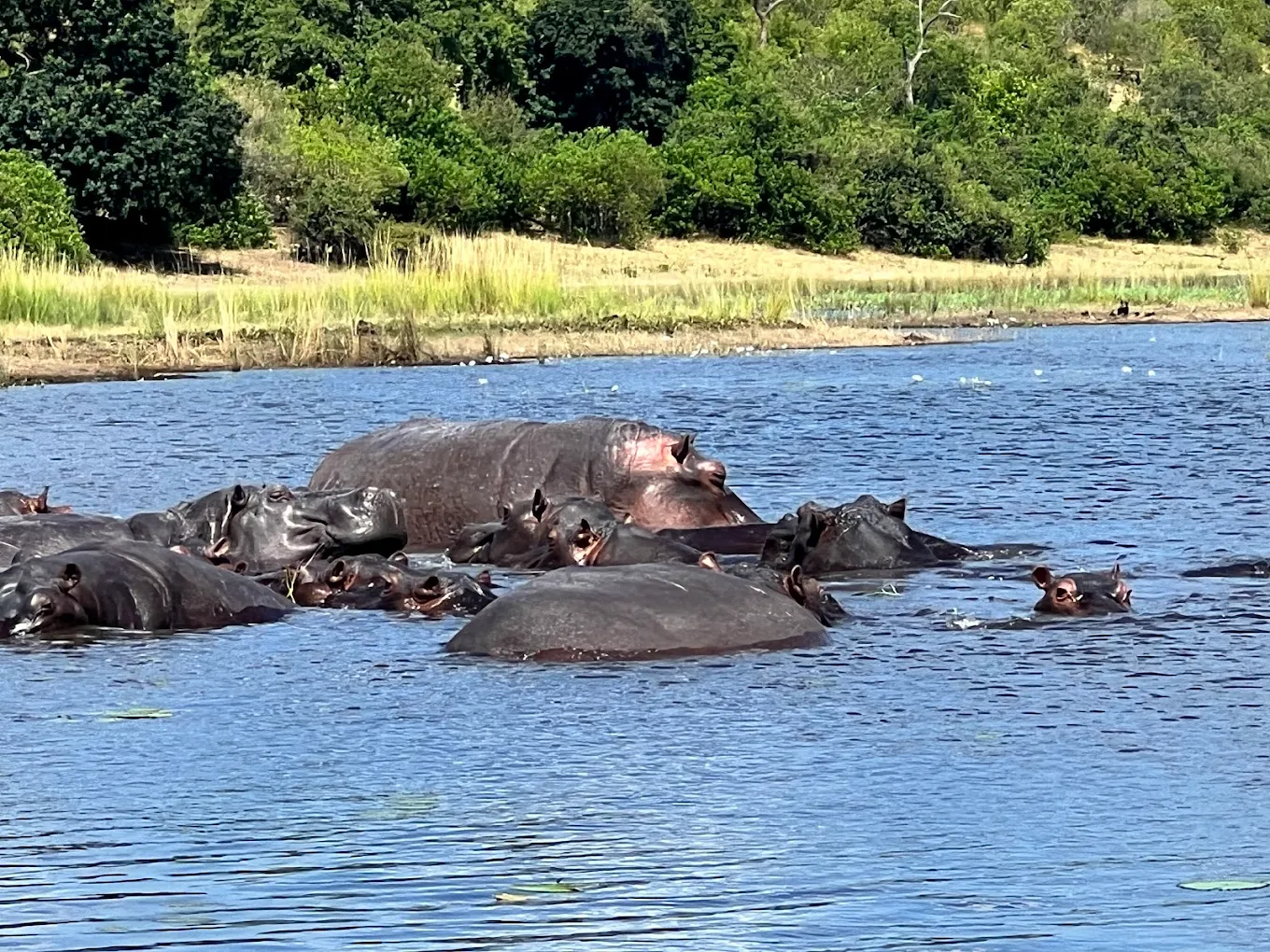 Private Day Trips to Chobe National Park: