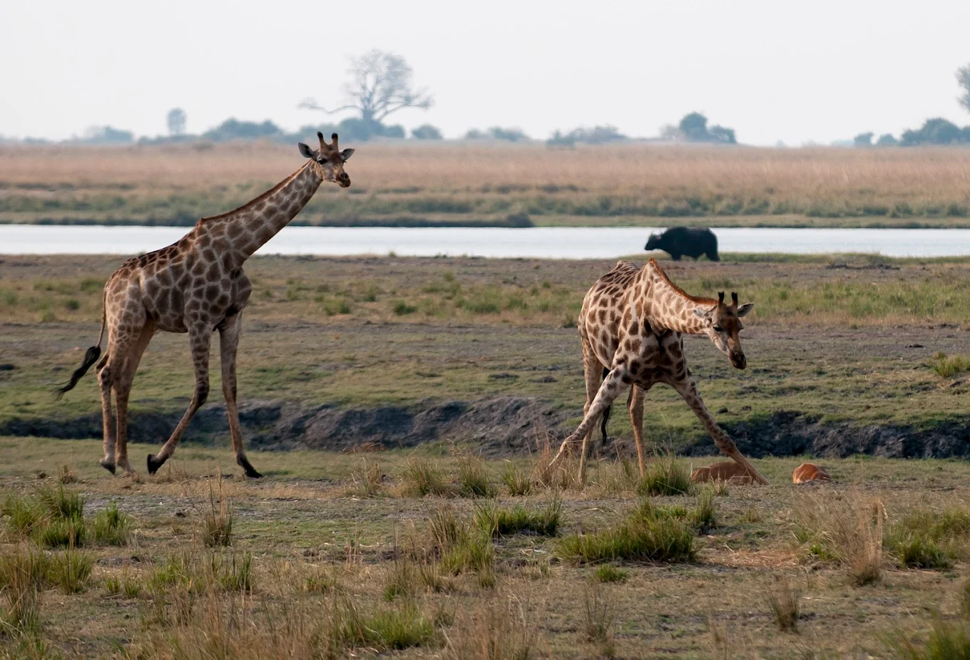 Victoria Falls and Chobe National Park Tours