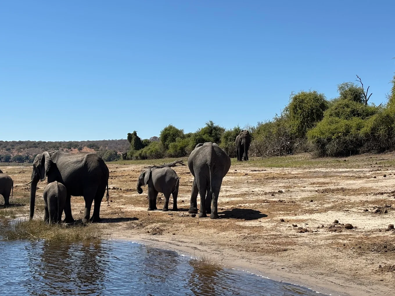 Chobe National Park – Wildlife Capital of Botswana