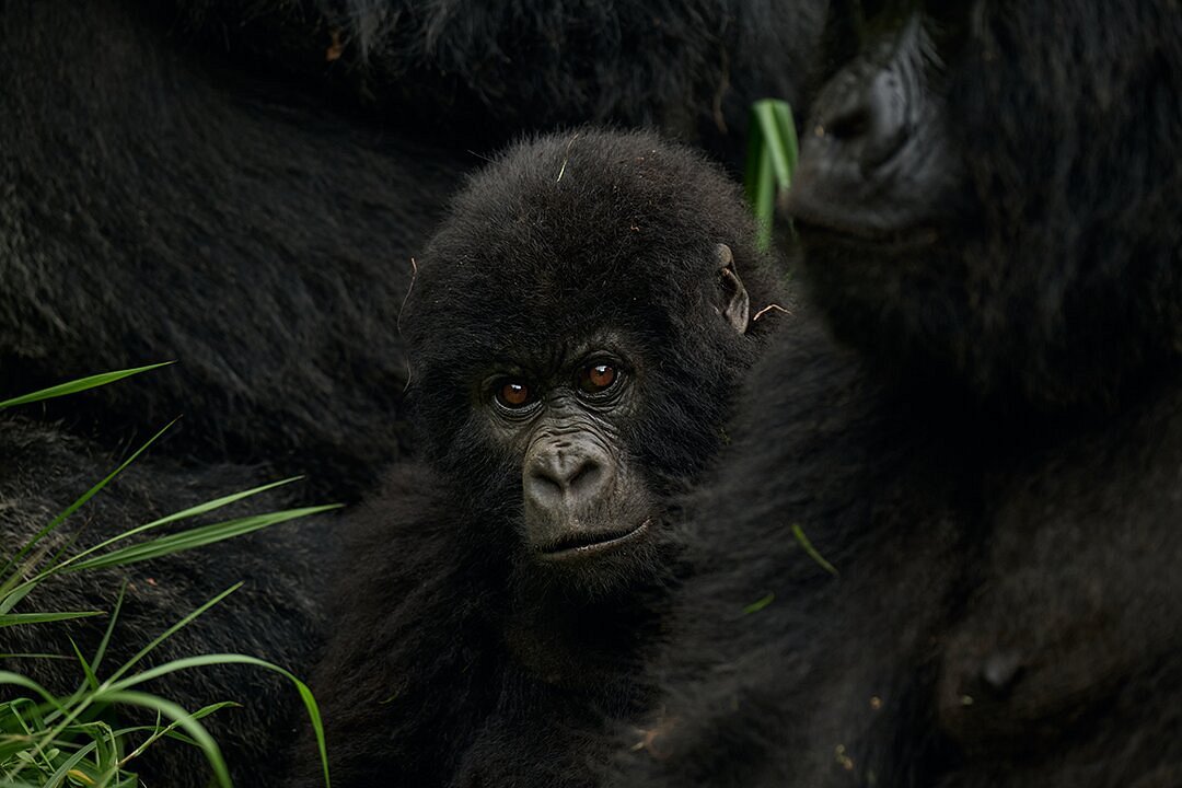 Infant Mountain Gorilla