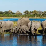 Private Day Trips to Chobe National Park