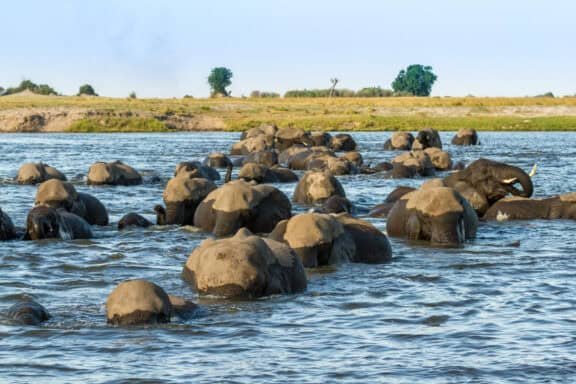 Victoria Falls Chobe and Moremi Affordable Safari