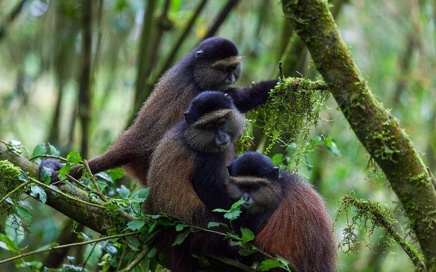Wildlife Image 2