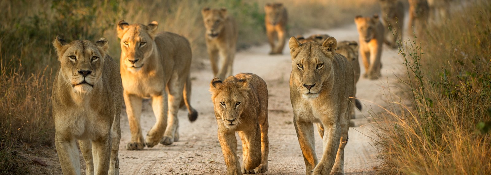 African Big Five Wildlife