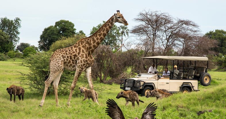 Moremi Activity 3
