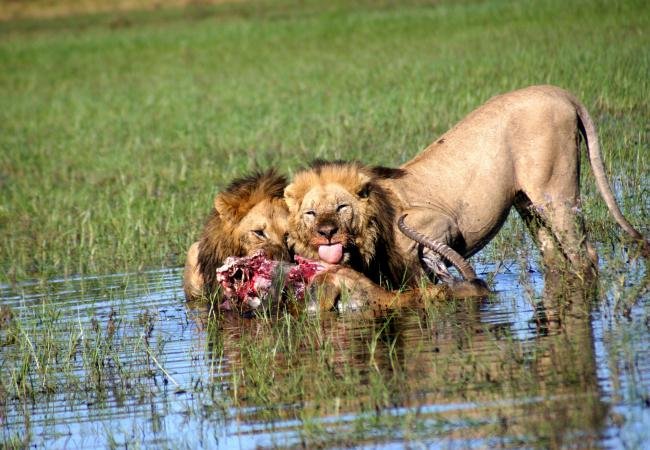 Moremi Activity 2