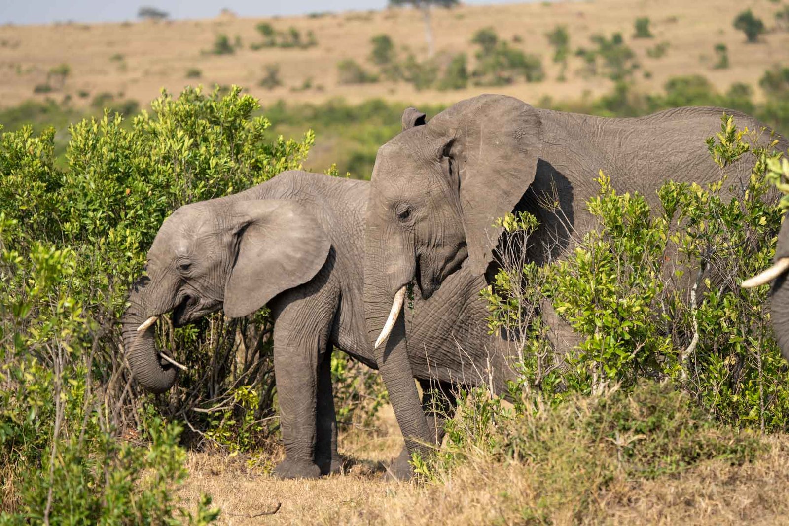 Africa safari scene