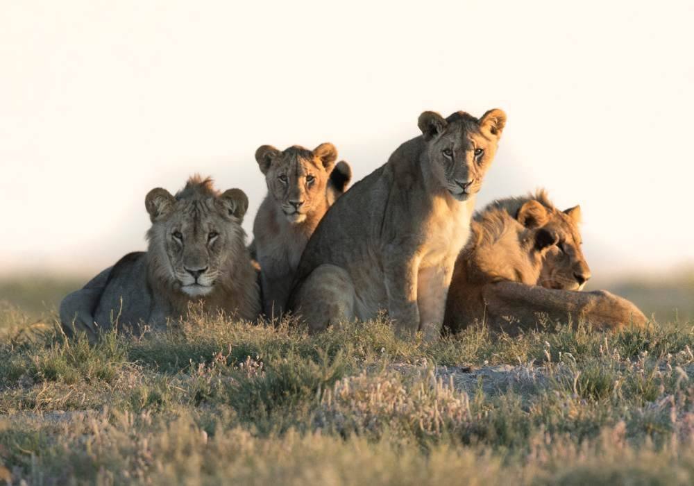 Big Five Safari Experience