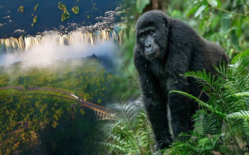Victoria Falls Seasonal Guide