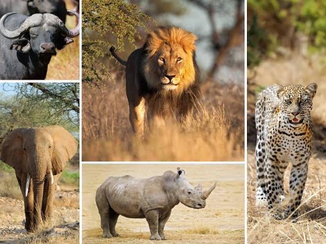 Luxury Big Five Safari