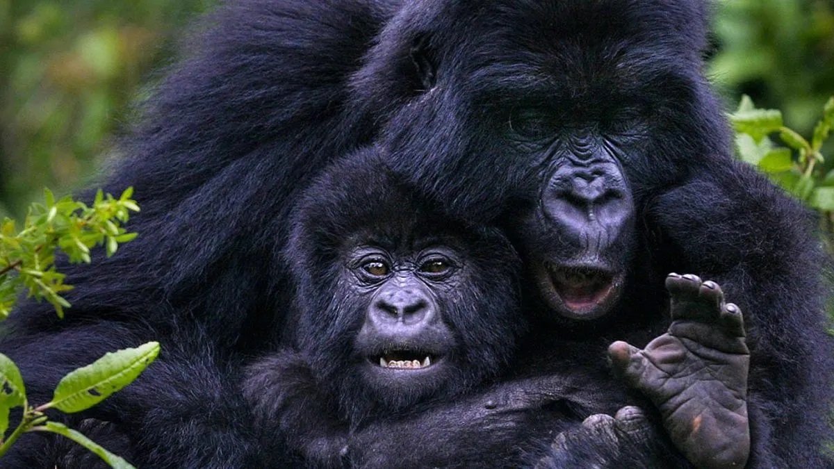 Mountain Gorilla in Bwindi