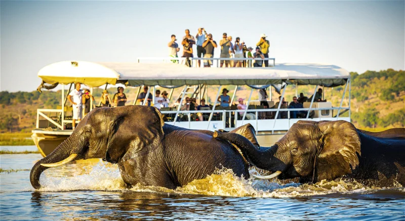 Chobe River Safari Experience