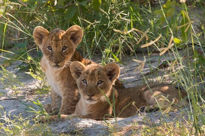 Chobe and Victoria Falls Family Experience