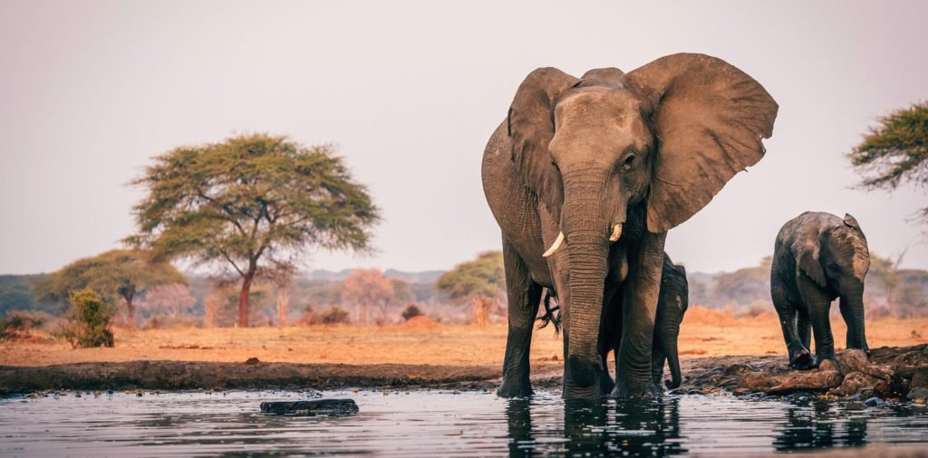 Combining Victoria Falls and Serengeti Safari