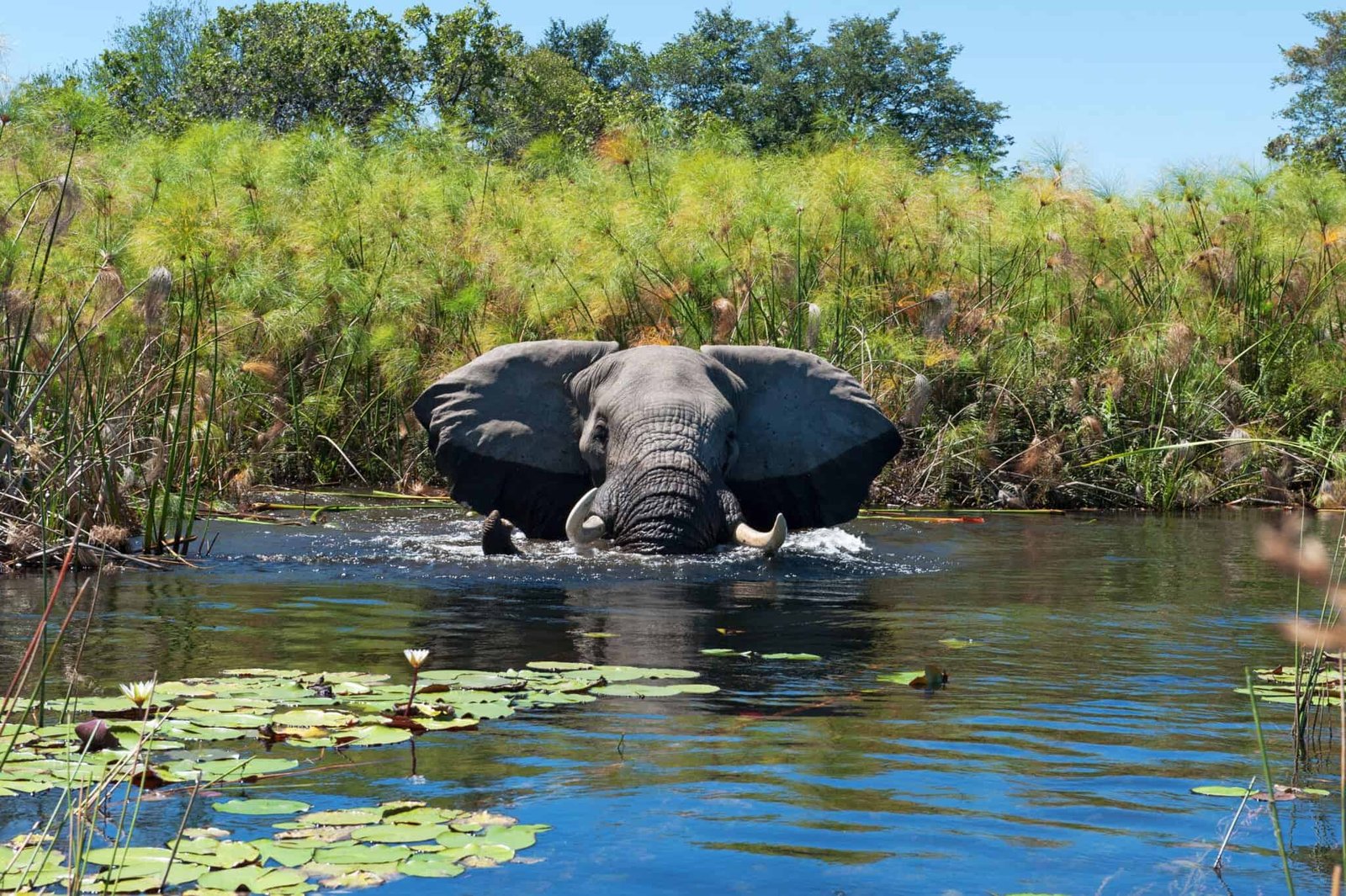 Combining a Victoria Falls and Okavango Delta safari