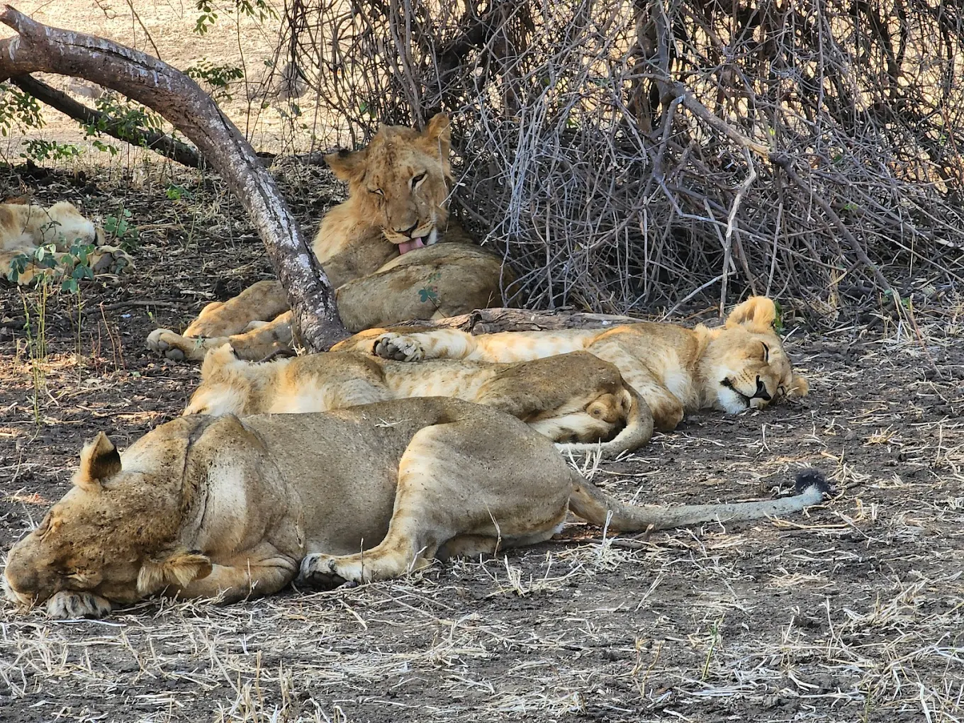 Dry Season Safari Game Drive Experience